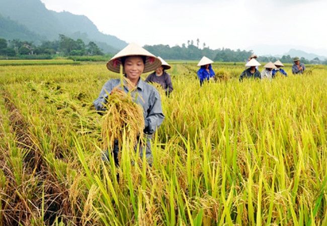 Phụ nữ chăm lo đồng áng giỏi