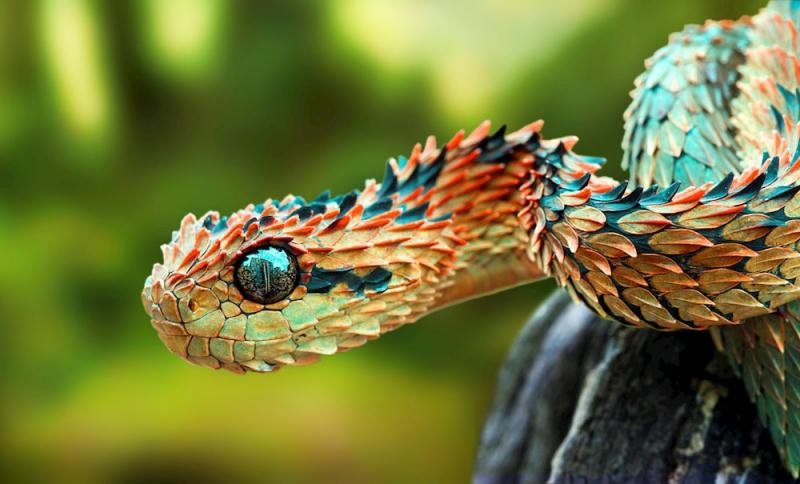 Hình thù kì lạ của Rắn vảy sừng - Bush Viper