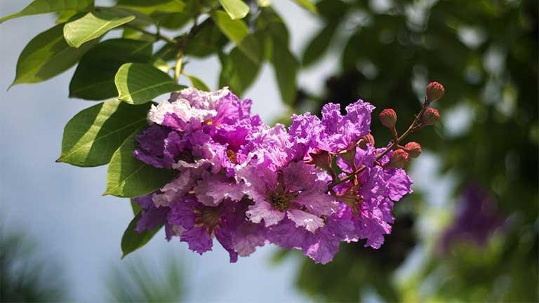Nhớ hoa bằng lăng tím