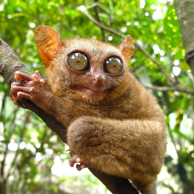 Tarsier
