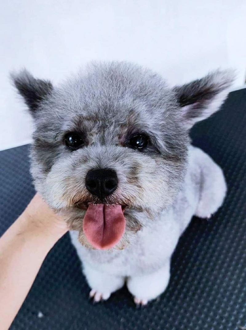 Siêu thị thú cưng