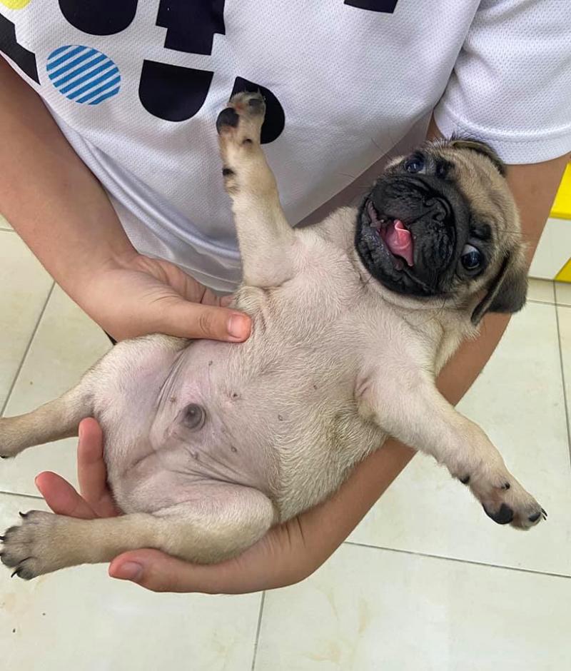 SieuPet