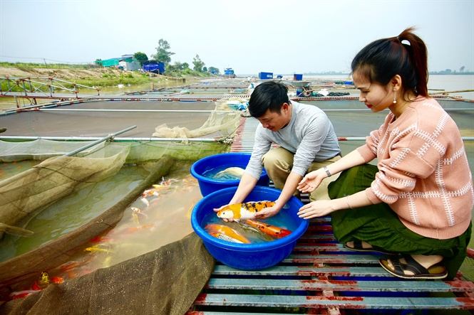 Sông Hồng Koi Farm