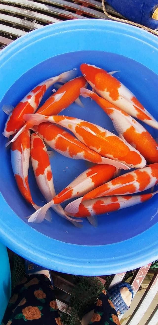 Sông Hồng Koi Farm