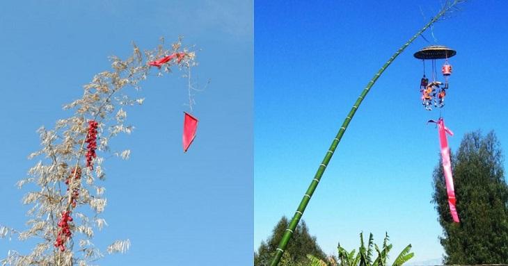 Cây nêu thường rất cao, từ 5 đến 6 mét