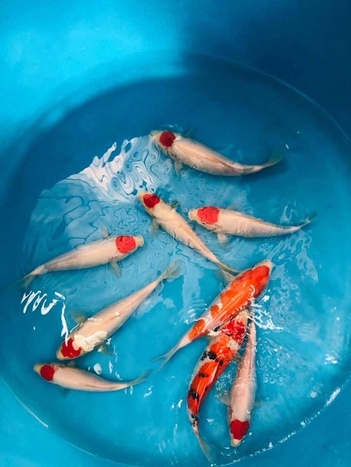 Subin Koi Farm