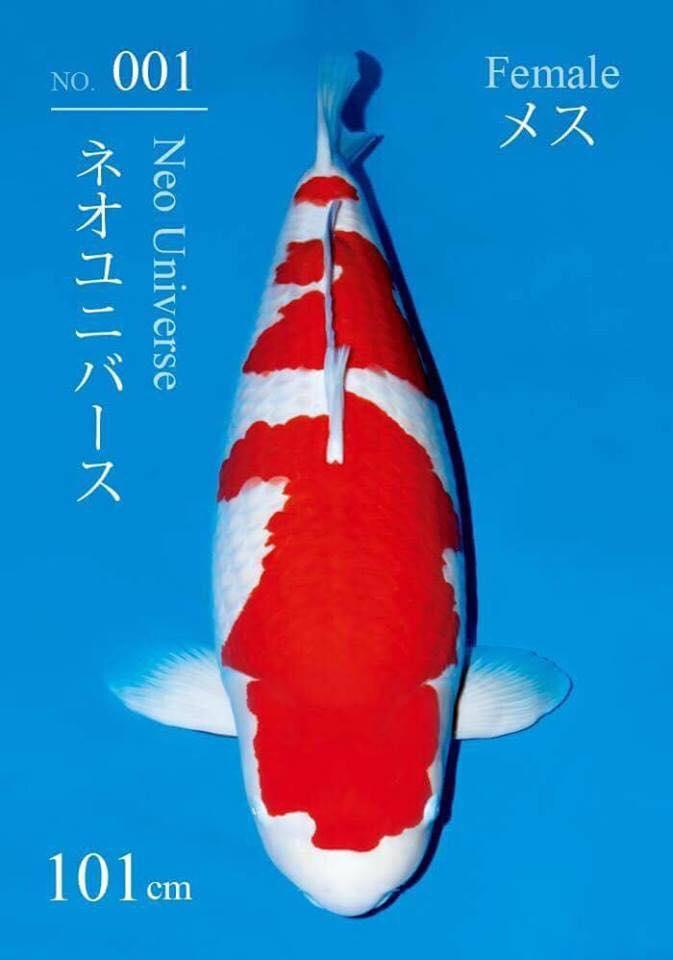 Thái Hòa Koi Farm
