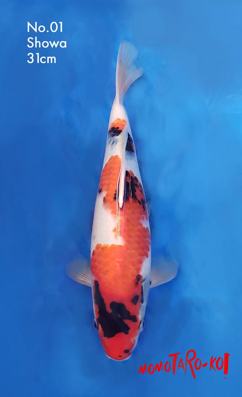 Thế Giới Koi - Koilover