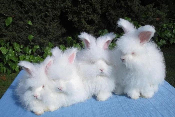 Thỏ Angora
