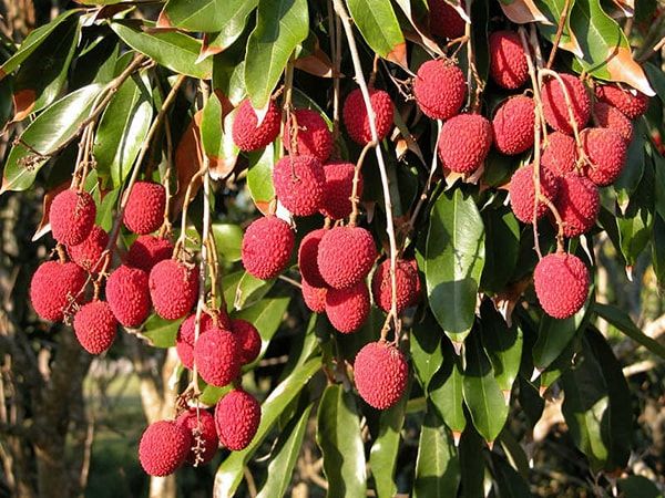 Vì hương vị thơm lừng, cùi vải dày và ngọt lịm khiến người ăn không thể cưỡng lại được.