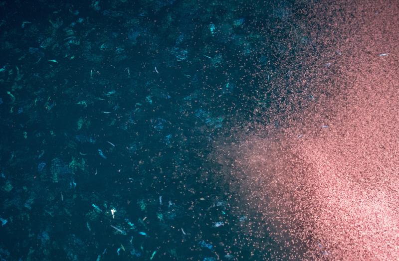 Tôm Krill