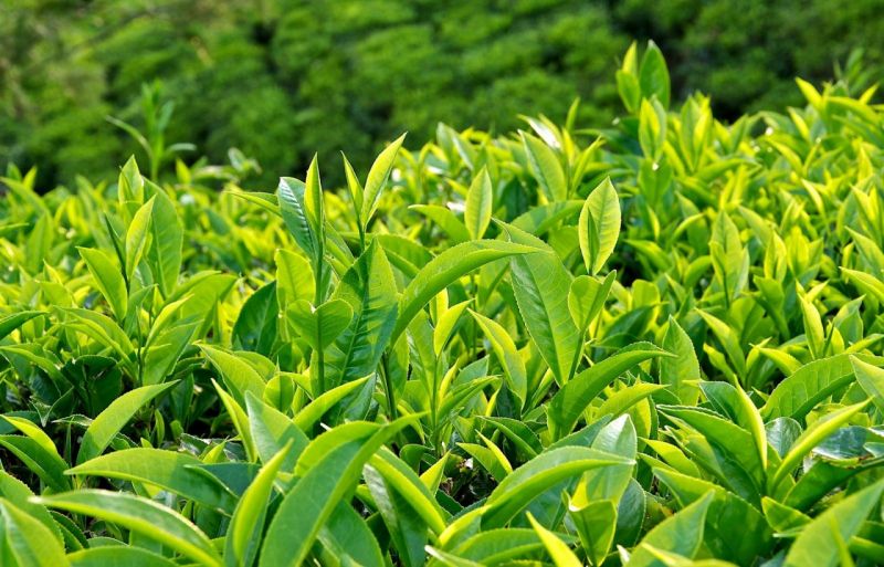 2 tách trà mỗi ngày giúp bạn phòng ngừa ung thư