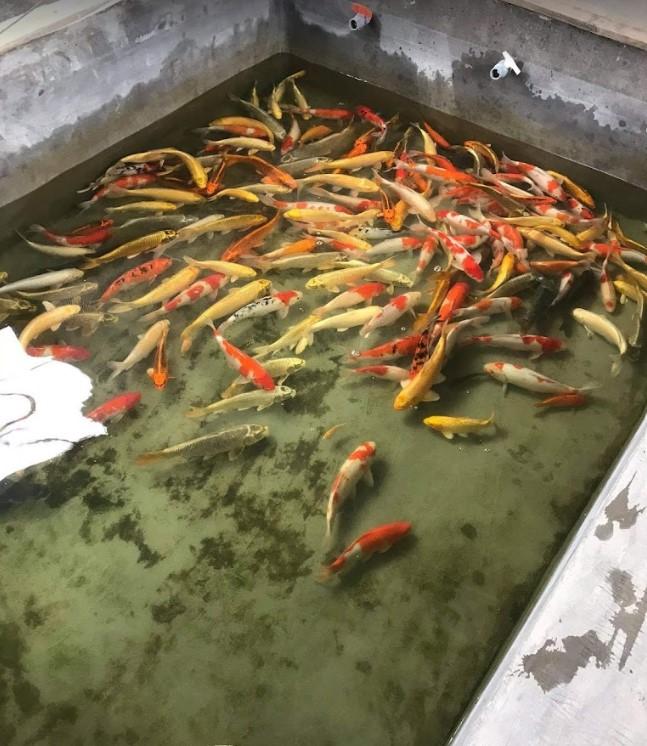 Trại Cá Koi Nam Định (San Trần)