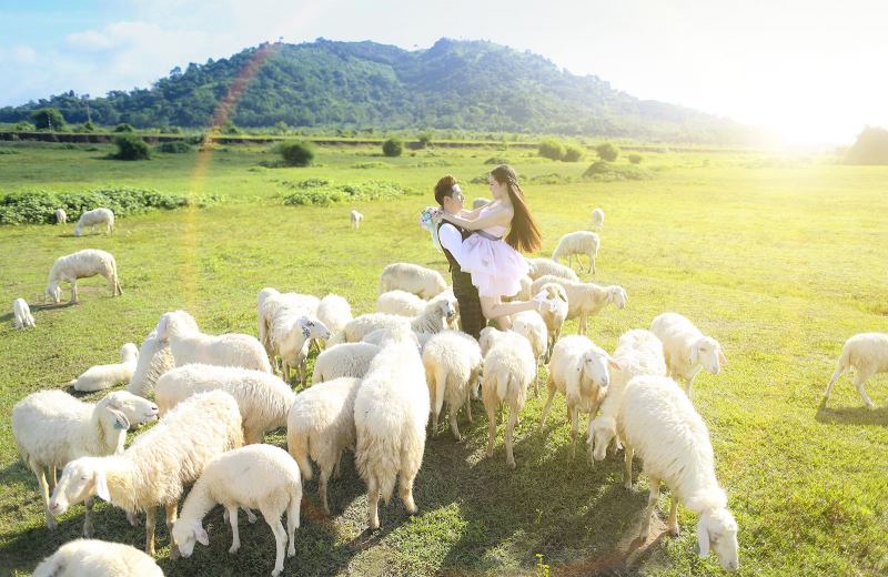 Trại cừu