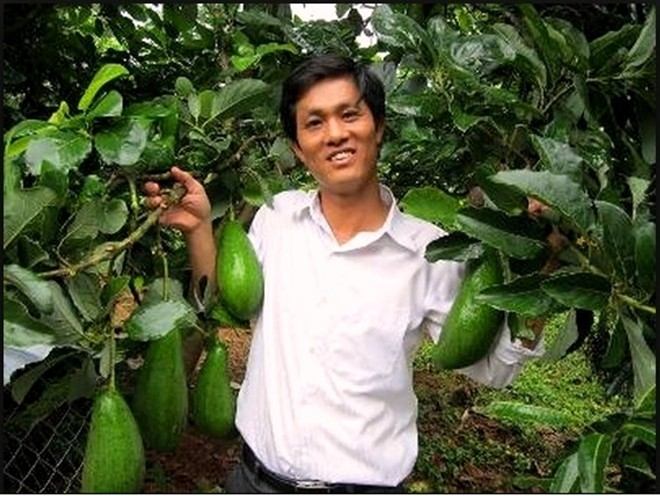 Anh Mười bên giống bơ lai ghép thành công, thu nhập tiền tỷ mỗi năm