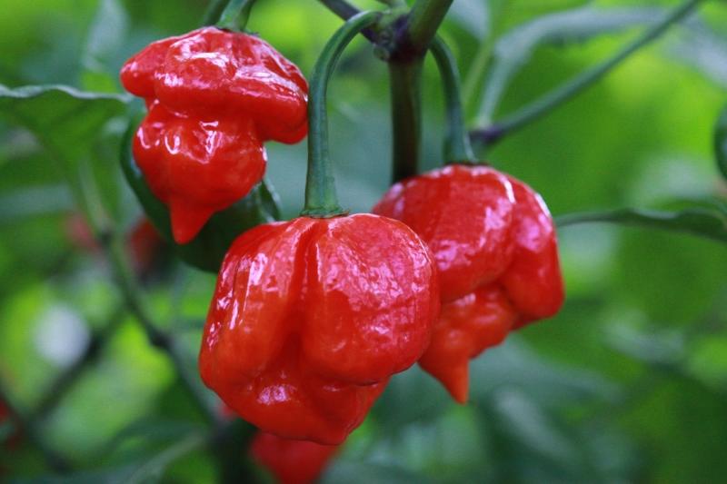 Trinidad Scorpion Butch T