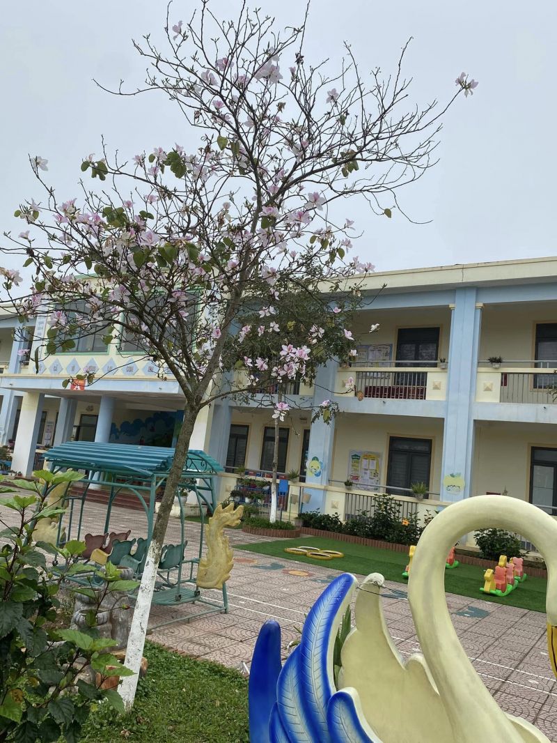 Trường Mầm Non Diễn Liên