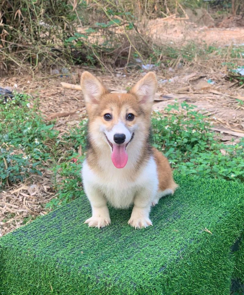 Tú Phễu Kennel
