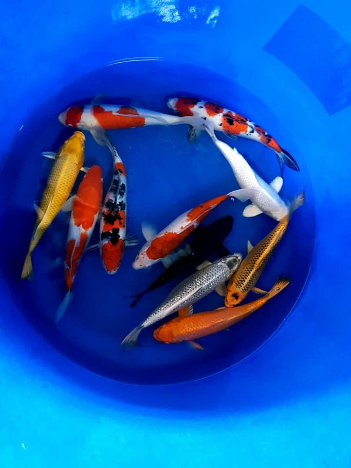 Tuấn Trần Koi Farm