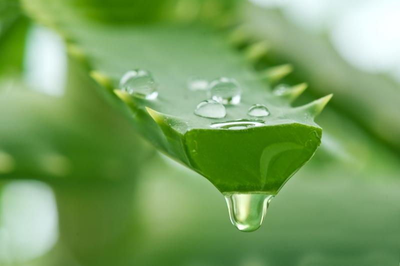 Nước nha đam