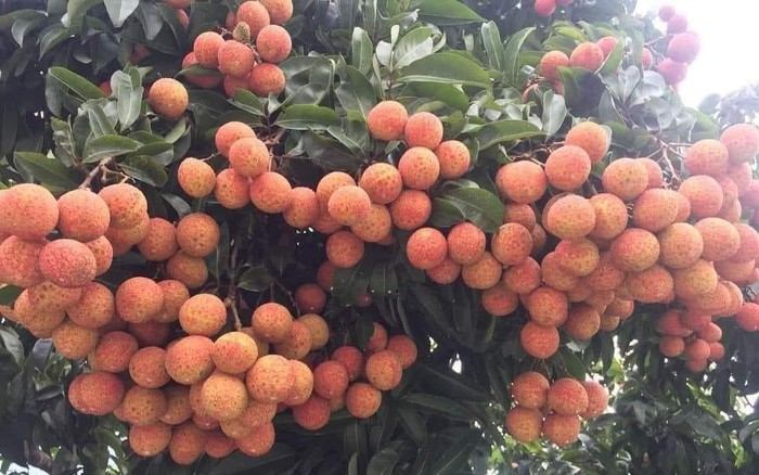 Vải ngọt quê mình