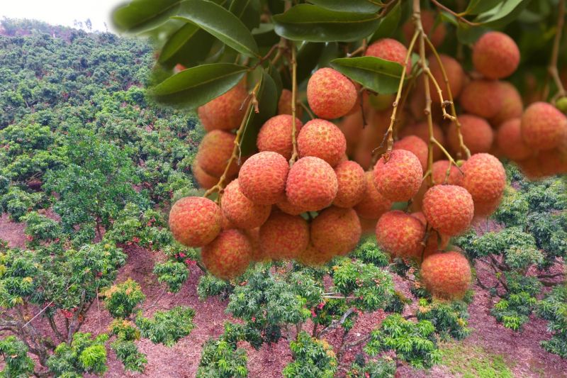 Vải ngọt quê mình