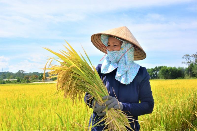 Ảnh minh họa (Nguồn internet)