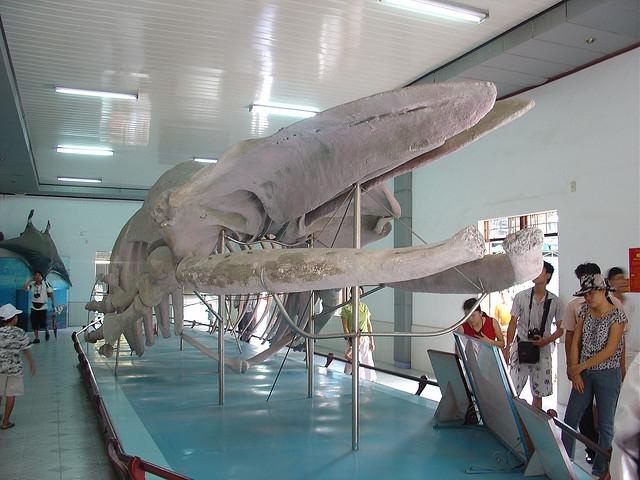 Viện Hải Dương Học